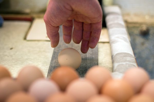 Oeufs pochés de base - Fédération des producteurs d'œufs du Québec